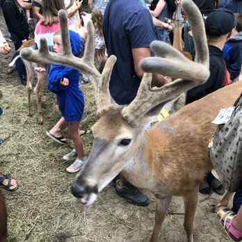 DeYoung Family Zoo - Up close to whitetail deer - Zoos Near Me - Wallace, Michigan DeYoung Family Zoo - Up close to whitetail deer - Zoos Near Me - Wallace, Michigan