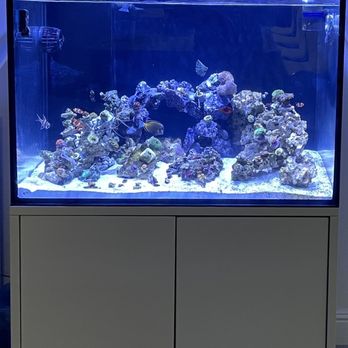 Aquatic Treasures - Aquarium 120g with sump - Aquarium Services Near Me - Las Vegas, Nevada Aquatic Treasures - Aquarium 120g with sump - Aquarium Services Near Me - Las Vegas, Nevada