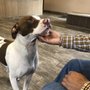 Central Valley Veterinary Hospital