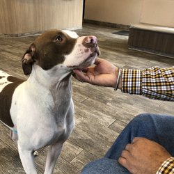 Central Valley Veterinary Hospital - Central valley's office pup