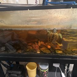 Our turtle tank before Neptune Aquarium design began their initial cleaning.