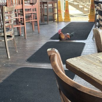 Boat House Bar & Grill - One of the famous roosters hanging with us - Bars Near Me - Key West, Florida Boat House Bar & Grill - One of the famous roosters hanging with us - Bars Near Me - Key West, Florida
