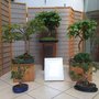 Photo of The Bonsai Shop