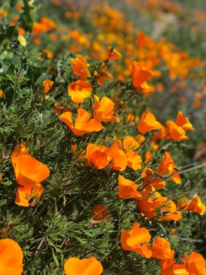 Walker Canyon by null