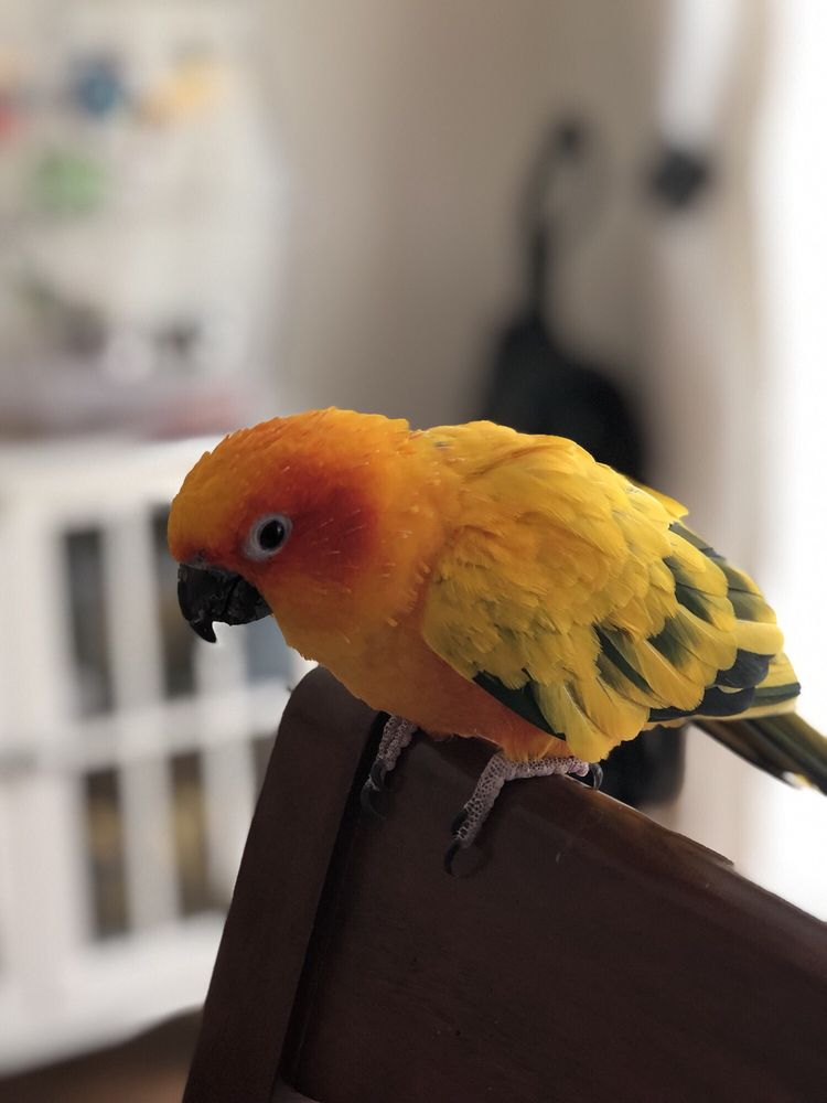 ANNIE’S MOBILE BIRD GROOMING 17 Reviews Menifee, CA Yelp