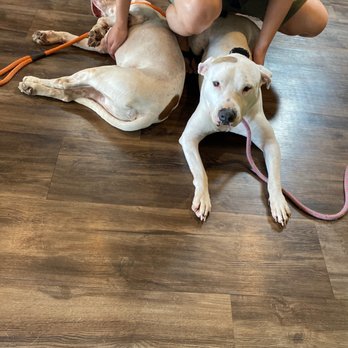 The Public Pet - The bestest greeters were working today! - Pet Stores Near Me - Honolulu, Hawaii