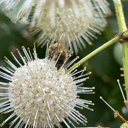 Lake Allergy, Asthma & Immunology - Honeybees love Florida