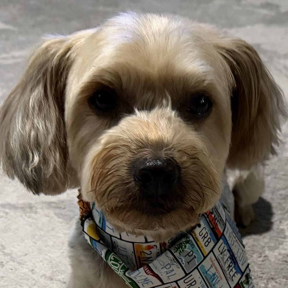 Bark Avenue - Yorkie Poo's fresh haircut! - Pet Groomers Near Me - Fresno, California Bark Avenue - Yorkie Poo's fresh haircut! - Pet Groomers Near Me - Fresno, California