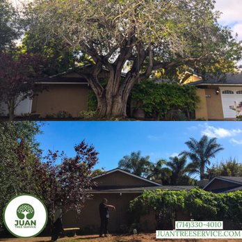 Juan Tree Service - Local Affordable Tree Service Tree Removal Tree Trimming Topping Lacing Pruning Stump Removal Free Estimates - Tree Services Near Me - Buena Park, California Juan Tree Service - Local Affordable Tree Service Tree Removal Tree Trimming Topping Lacing Pruning Stump Removal Free Estimates - Tree Services Near Me - Buena Park, California