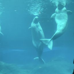 Bulooga Whales Bulooga Whales