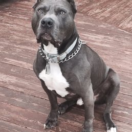 Handsome Pup Handsome Pup