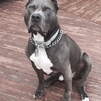 Powder Ridge Veterinary Hospital - Handsome Pup - Veterinarians Near Me - Middlefield, Connecticut Powder Ridge Veterinary Hospital - Handsome Pup - Veterinarians Near Me - Middlefield, Connecticut