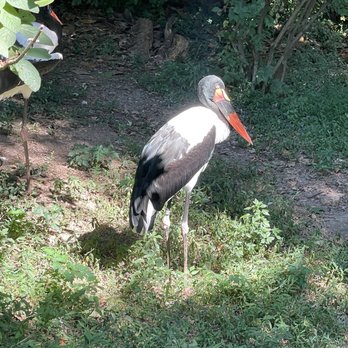 Nashville Zoo - Saddle Billed Stork - Zoos Near Me - Nashville, Tennessee Nashville Zoo - Saddle Billed Stork - Zoos Near Me - Nashville, Tennessee