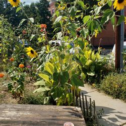Goodies Frozen Custard & Treats - Storefront plants