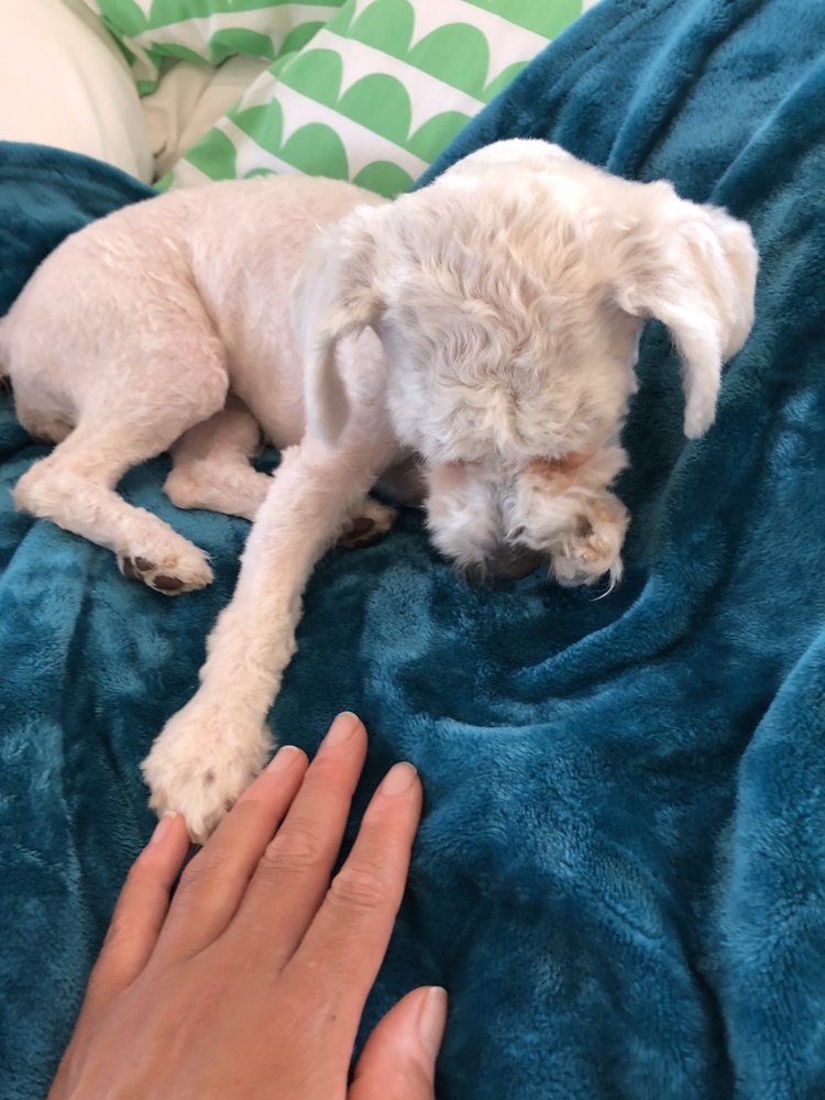 PETSMART Updated October 2024 14 Reviews 201 Chain Lake Dr, Unit