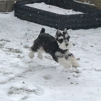 NY Breeder - Pet Training Near Me - White Plains, New York