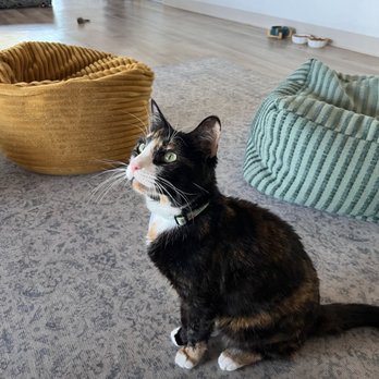 HUNTER’S KITTEN LOUNGE - Updated March 2025 - 70 Photos - 5319 E