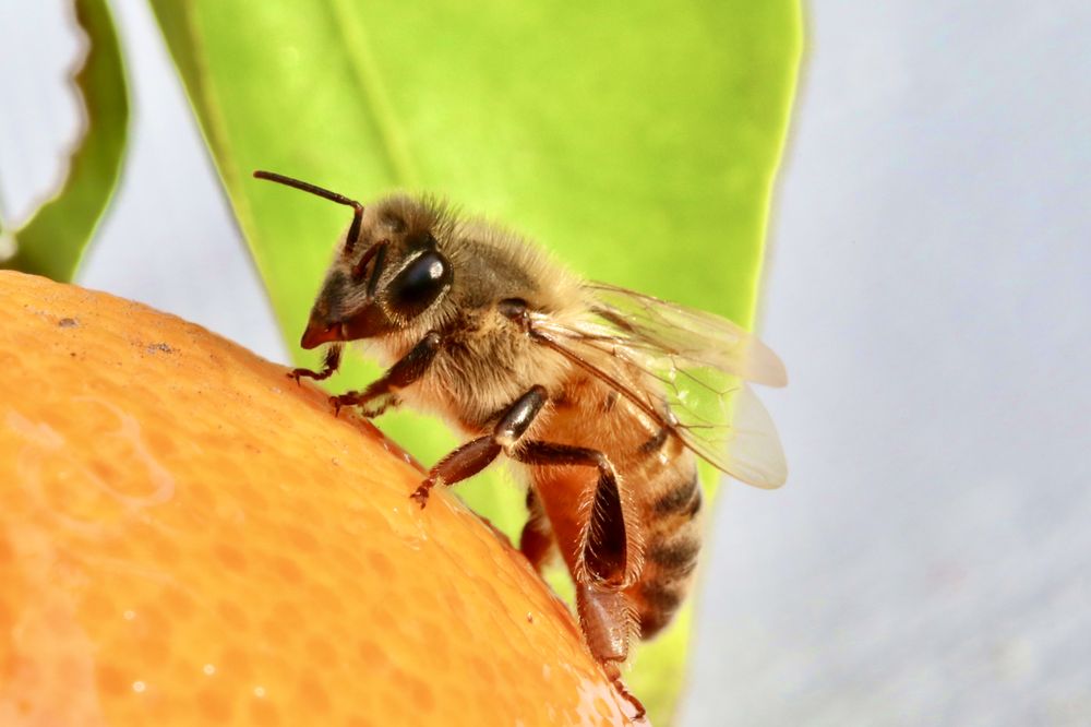 ORANGE COUNTY BEEKEEPING SUPPLIES Updated July 2024 52 Photos & 29