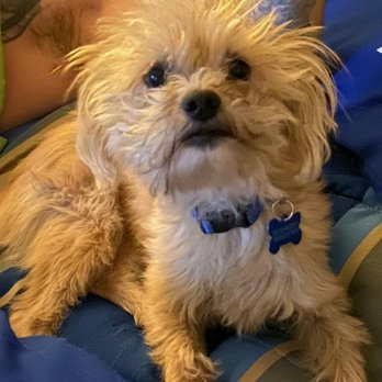 Animal Kingdom - This is Cujo before picture lol - Pet Groomers Near Me - Colton, California