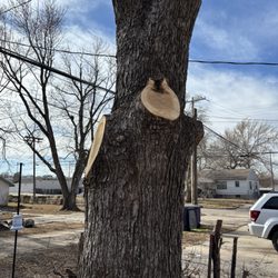 Johnston Xtreme Logging & Firewood - Day 2, tree 2.