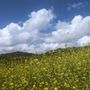 Photo of Rancho Bernardo Community Park