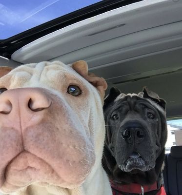 Burnt Hills Veterinary Hospital by null