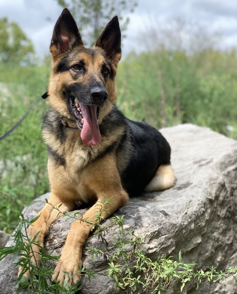 OFF LEASH K9 TRAINING Updated August 2024 42 Photos & 15 Reviews 3511 Overlook Cir