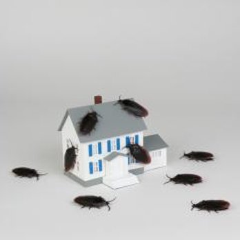 SK Pest - SK Pest Elimination LLC - Pest Control Near Me - North Haven, Connecticut SK Pest - SK Pest Elimination LLC - Pest Control Near Me - North Haven, Connecticut