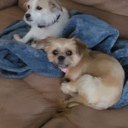 Oh My Dog Grooming - Just relaxing after their grooms.