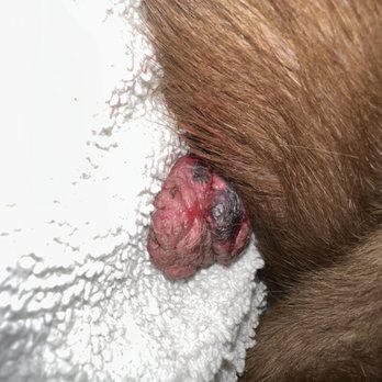 VCA Old River Animal Hospital - Skin growth - Veterinarians Near Me - Tracy, California VCA Old River Animal Hospital - Skin growth - Veterinarians Near Me - Tracy, California