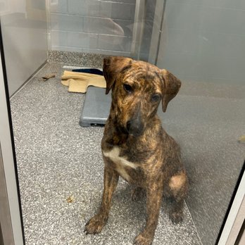 Animal Welfare Association - Animal Shelters Near Me - Voorhees, New Jersey Animal Welfare Association - Animal Shelters Near Me - Voorhees, New Jersey