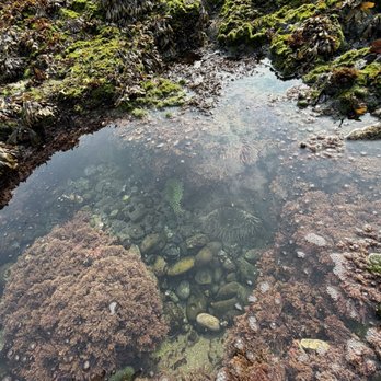 Olympic National Park - Parks Near Me - Port Angeles, Washington
