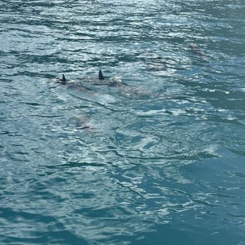Catamaran Kahanu - Dolphins - Boating Near Me - Eleele Kauai, Hawaii