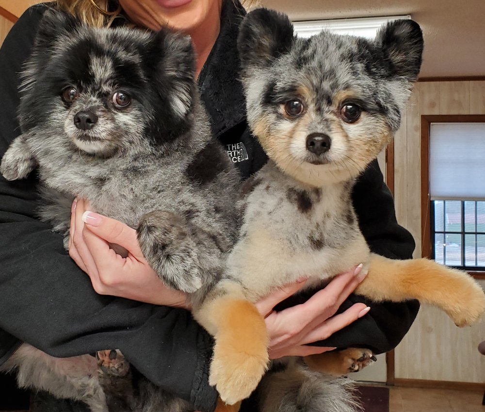 BARK ABOUT IT OF DARDANELLE Updated October 2024 11 Photos 1386