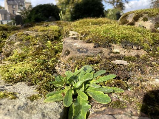 Jedburgh Abbey by null