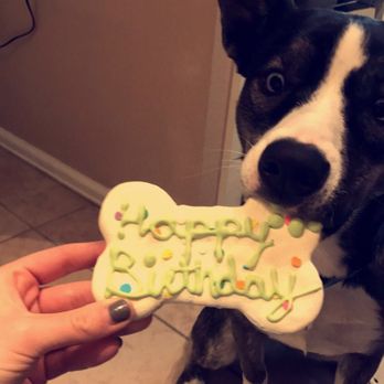 Biscotti Hound Dog Biscuit Bakery - Pet Stores Near Me - Denver, Colorado