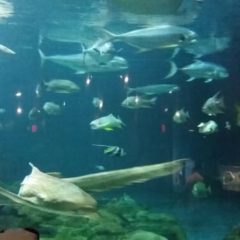 Six Flags Discovery Kingdom - Amusement Parks Near Me - Vallejo, California Six Flags Discovery Kingdom - Amusement Parks Near Me - Vallejo, California