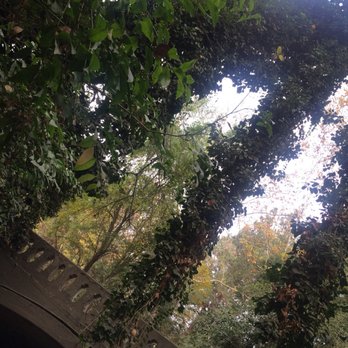 Fern Dell - Pretty vines @ bridge :) - Hiking Near Me - Los Angeles, California