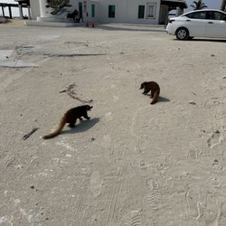 Eco Park Punta Sur - Animals