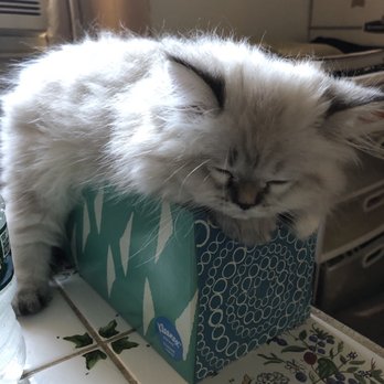 Furry Dream - Kitten - Pet Adoption Near Me - Brooklyn, New York