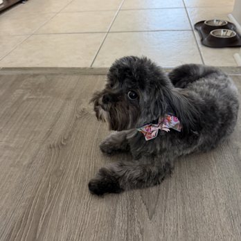Salon Bark - Fresh cut with bow! - Pet Groomers Near Me - Fort Lauderdale, Florida Salon Bark - Fresh cut with bow! - Pet Groomers Near Me - Fort Lauderdale, Florida