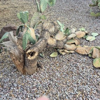 Tone’s Landscaping - A huge cactus that died in our front yard - Painters Near Me