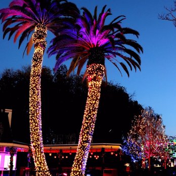 Great America's Winterfest - Lit palms - Festivals Near Me - Santa Clara, California Great America's Winterfest - Lit palms - Festivals Near Me - Santa Clara, California