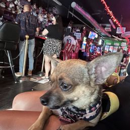 Doggo hanging out at Monday night trivia Doggo hanging out at Monday night trivia