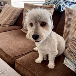 Because We Care Dog & Cat Grooming - Briana did a Full Service Groom