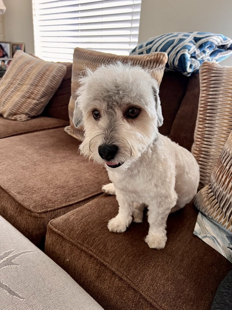 BECAUSE WE CARE DOG & CAT GROOMING Updated September 2024 69 Photos