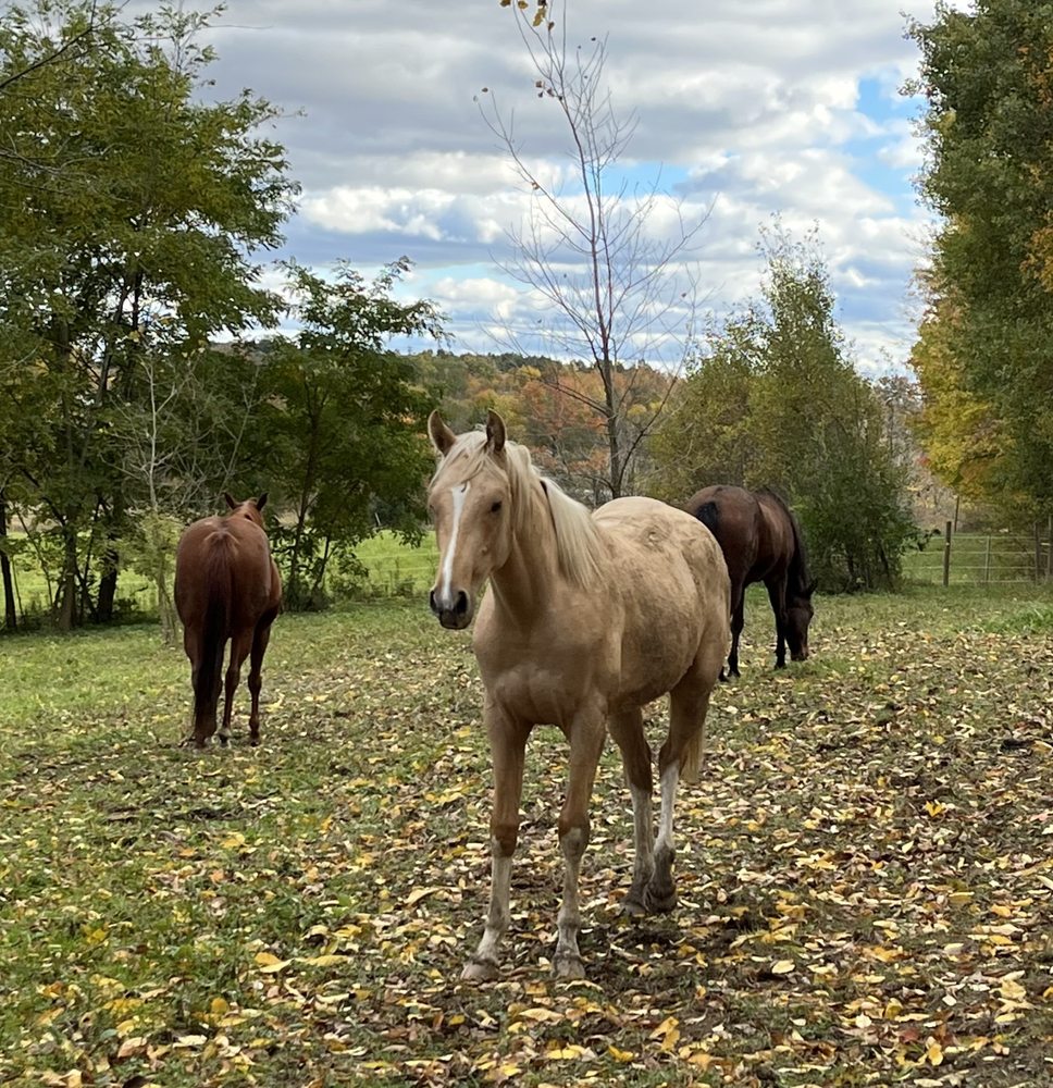 CL Love Equine Services - equestrian in Salem, OH