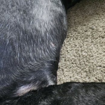 Diamond Paw Grooming - Current look, after last cut - Pet Groomers Near Me - Fontana, California