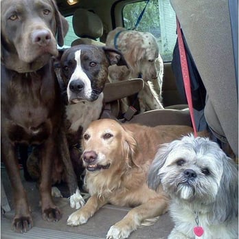Paws In Play Canton - going for a ride - Pet Services Near Me - Canton, Massachusetts Paws In Play Canton - going for a ride - Pet Services Near Me - Canton, Massachusetts