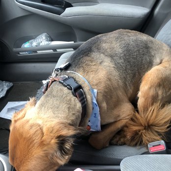 Beautify the Beast - Horribly shaved - Pet Groomers Near Me - Tampa, Florida